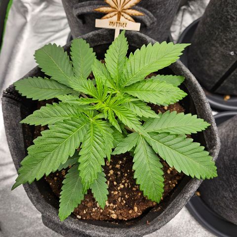 Zkittlez growlog photo: Zkittlez 