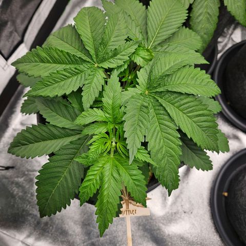 Zkittlez growlog photo: Zkittlez vor dem Entlauben 