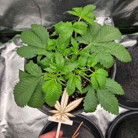 Zkittlez growlog photo: Zkittlez nach dem Entlauben 