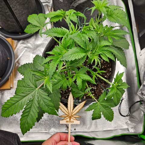 Zkittlez growlog photo: Zkittlez nach dem Entlauben