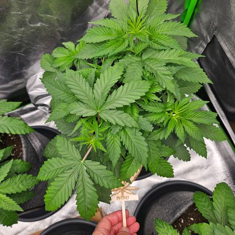 Zkittlez growlog photo: Zkittlez vor dem Entlauben.