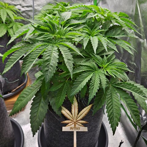 Zkittlez growlog photo: Zkittlez 