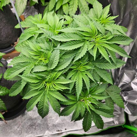 Zkittlez growlog photo: Zkittlez 