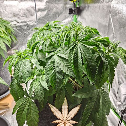 Zkittlez growlog photo: Vor dem Entlauben und giesen 