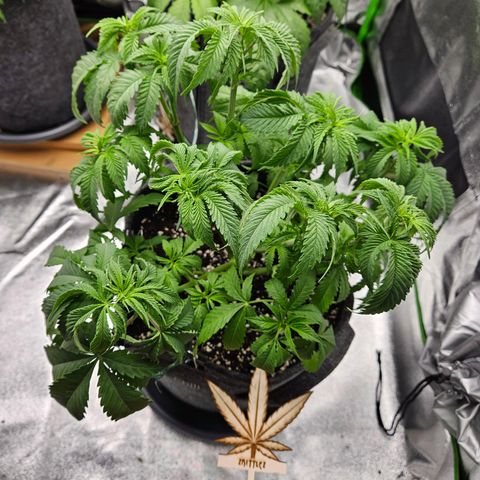Zkittlez growlog photo: Nach dem entlauben 