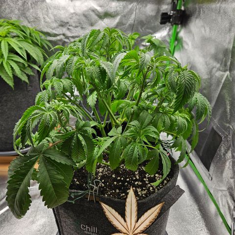Zkittlez growlog photo: Nach dem entlauben 