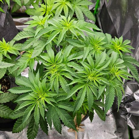 Zkittlez growlog photo: 1er Tag 12h Licht 