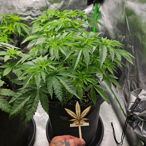 Zkittlez growlog photo: 1er Tag 12h Licht 