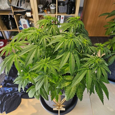 Zkittlez growlog photo: Vor dem Gießen. 