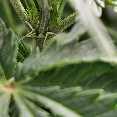 Zkittlez growlog photo: Die ersten Härchen sind zu sehen