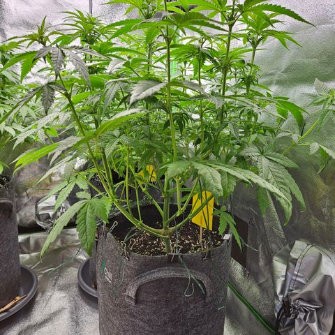 Zkittlez growlog timeline photo