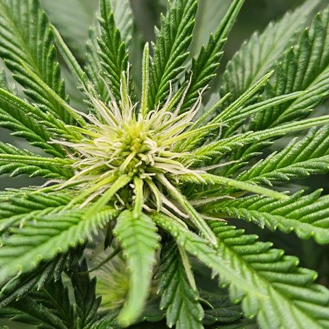 Zkittlez growlog timeline photo