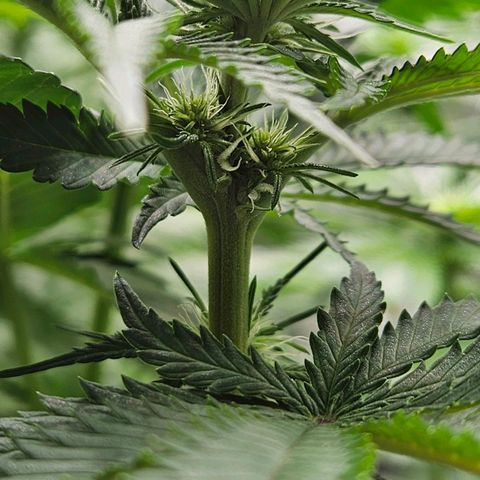Zkittlez growlog timeline photo