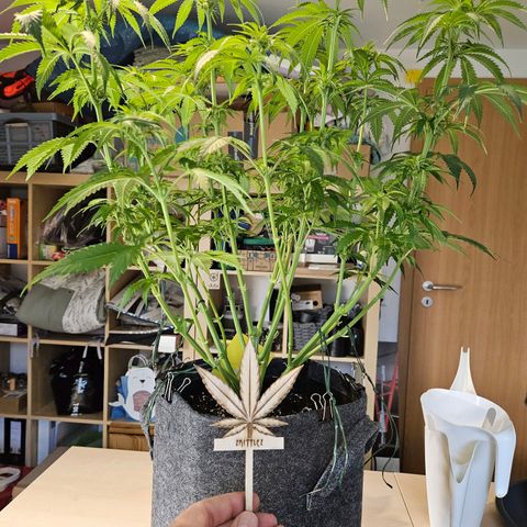 Zkittlez growlog timeline photo