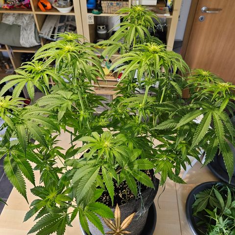 Zkittlez growlog timeline photo