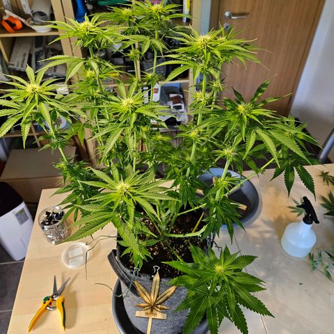 Zkittlez growlog timeline photo