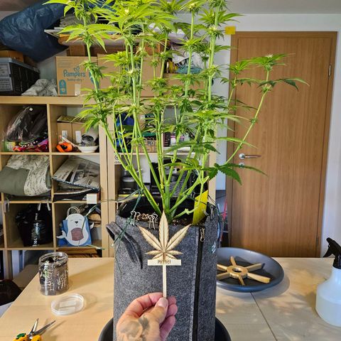 Zkittlez growlog timeline photo