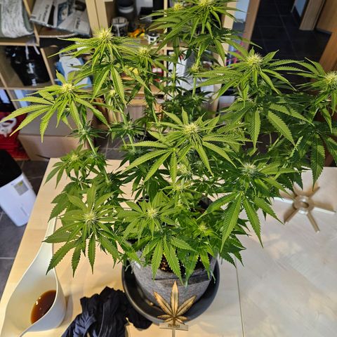 Zkittlez growlog timeline photo