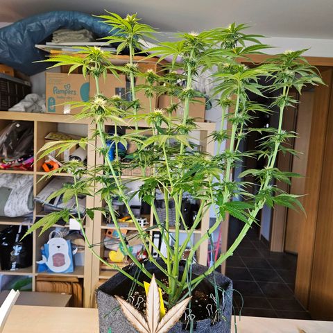 Zkittlez growlog timeline photo