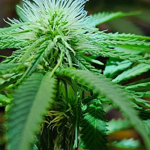 Zkittlez growlog timeline photo