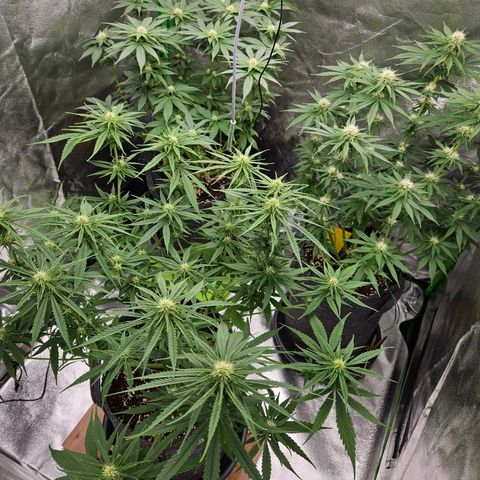 Zkittlez growlog timeline photo