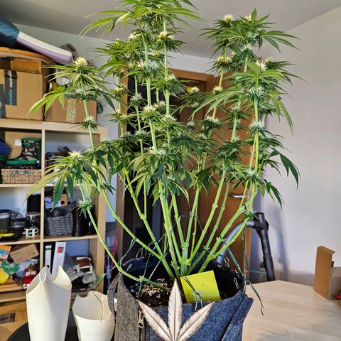 Zkittlez growlog timeline photo