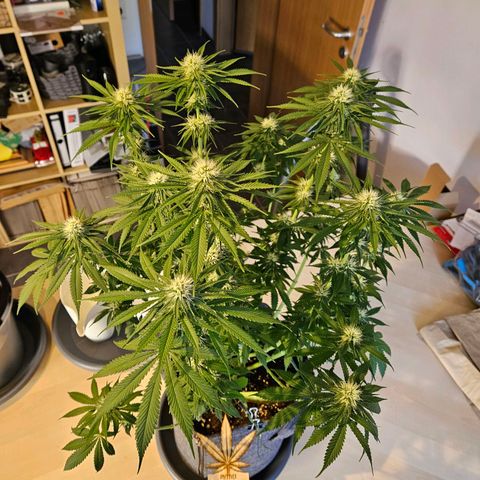 Zkittlez growlog timeline photo