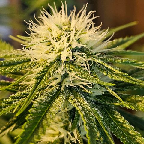 Zkittlez growlog timeline photo