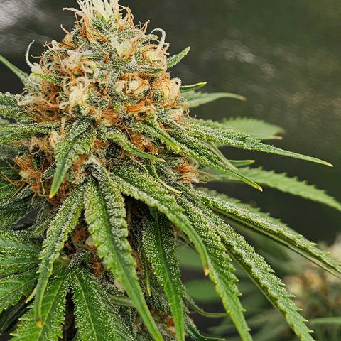 Zkittlez growlog photo: Am reifen
