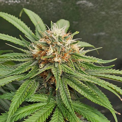 Zkittlez growlog photo: Am reifen