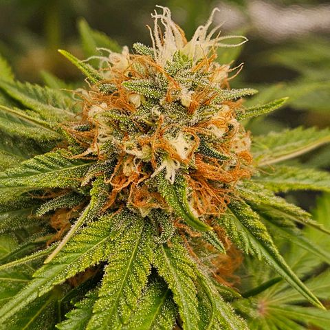 Zkittlez growlog photo: Am reifen