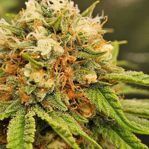 Zkittlez growlog photo: Am reifen