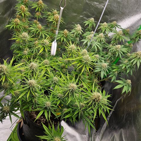 Zkittlez growlog photo: Hinten links ist Zkittlez, hinten rechts Tangie und vorne Blueberry. Alle haben die gleichen Umstände und Behandlung bekommen.