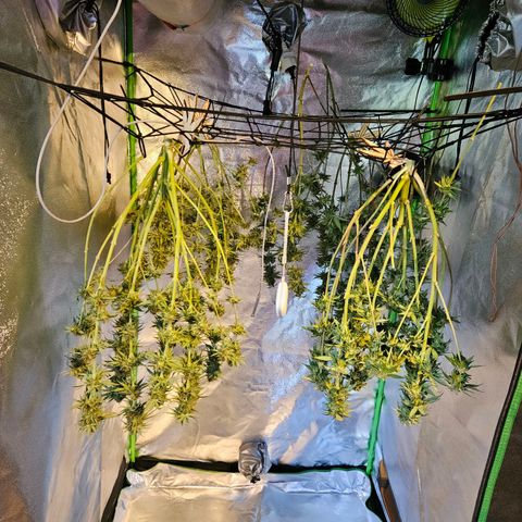 Zkittlez growlog photo: Vorne links Zkittlez 