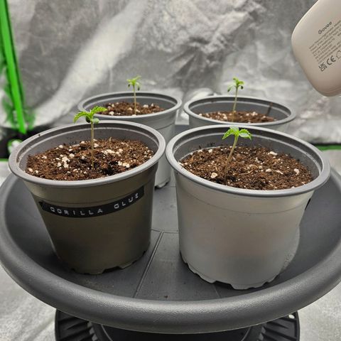 Red Wine growlog timeline photo