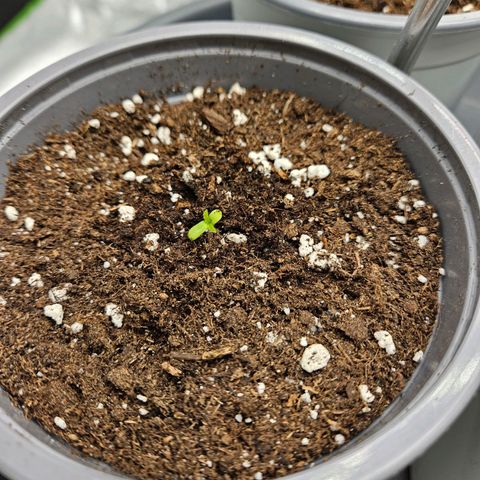 Red Wine growlog photo: Zwei von 4 sind zu sehen. 3x Red Wine 1x Gorilla Glue 