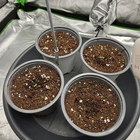 Red Wine growlog photo: Zwei von 4 sind zu sehen. 3x Red Wine 1x Gorilla Glue 