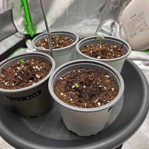 Red Wine growlog timeline photo