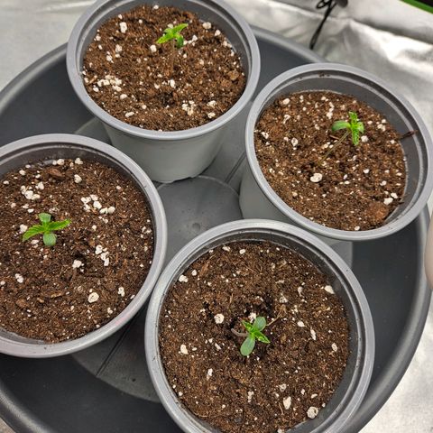 Red Wine growlog timeline photo