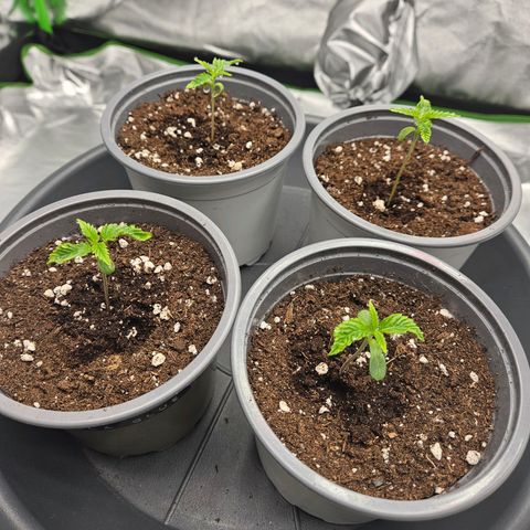 Red Wine growlog timeline photo