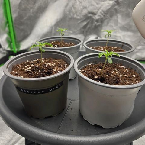 Red Wine growlog timeline photo