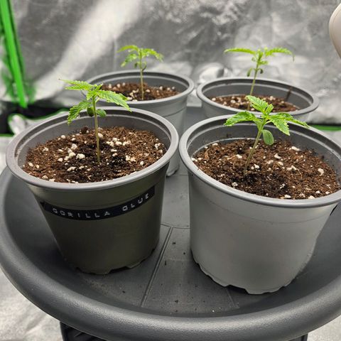 Red Wine growlog timeline photo