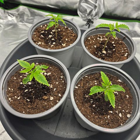 Red Wine growlog timeline photo