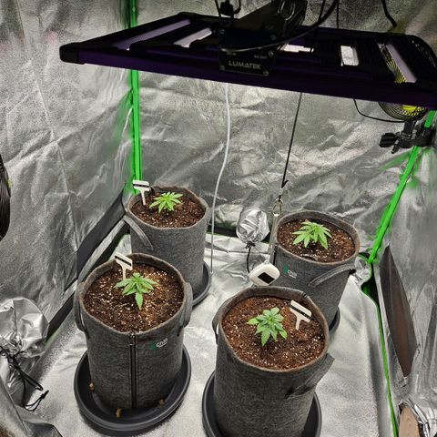 Red Wine growlog timeline photo