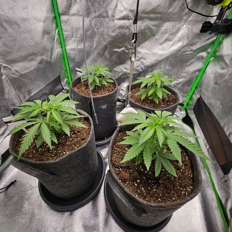 Red Wine growlog timeline photo