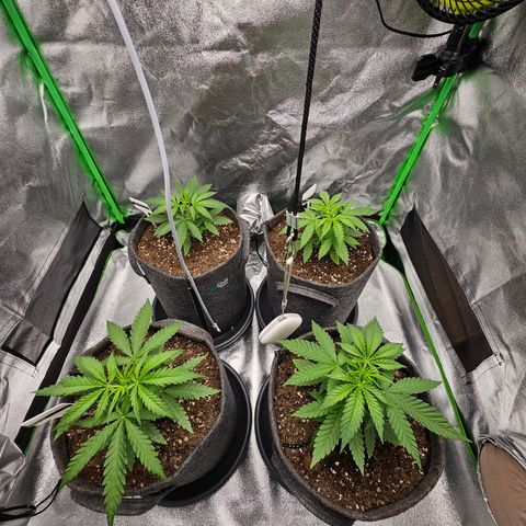 Red Wine growlog timeline photo