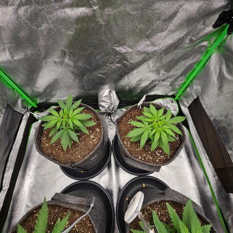 Red Wine growlog timeline photo