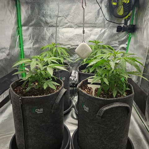 Red Wine growlog timeline photo