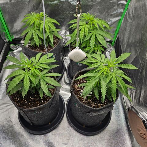 Red Wine growlog timeline photo