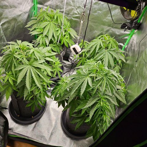 Red Wine growlog timeline photo